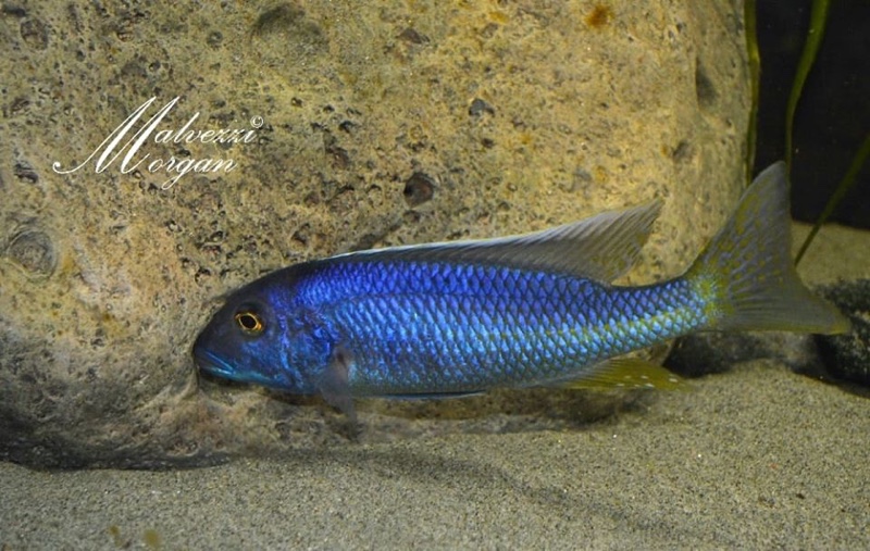 Buccochromis spectabilis